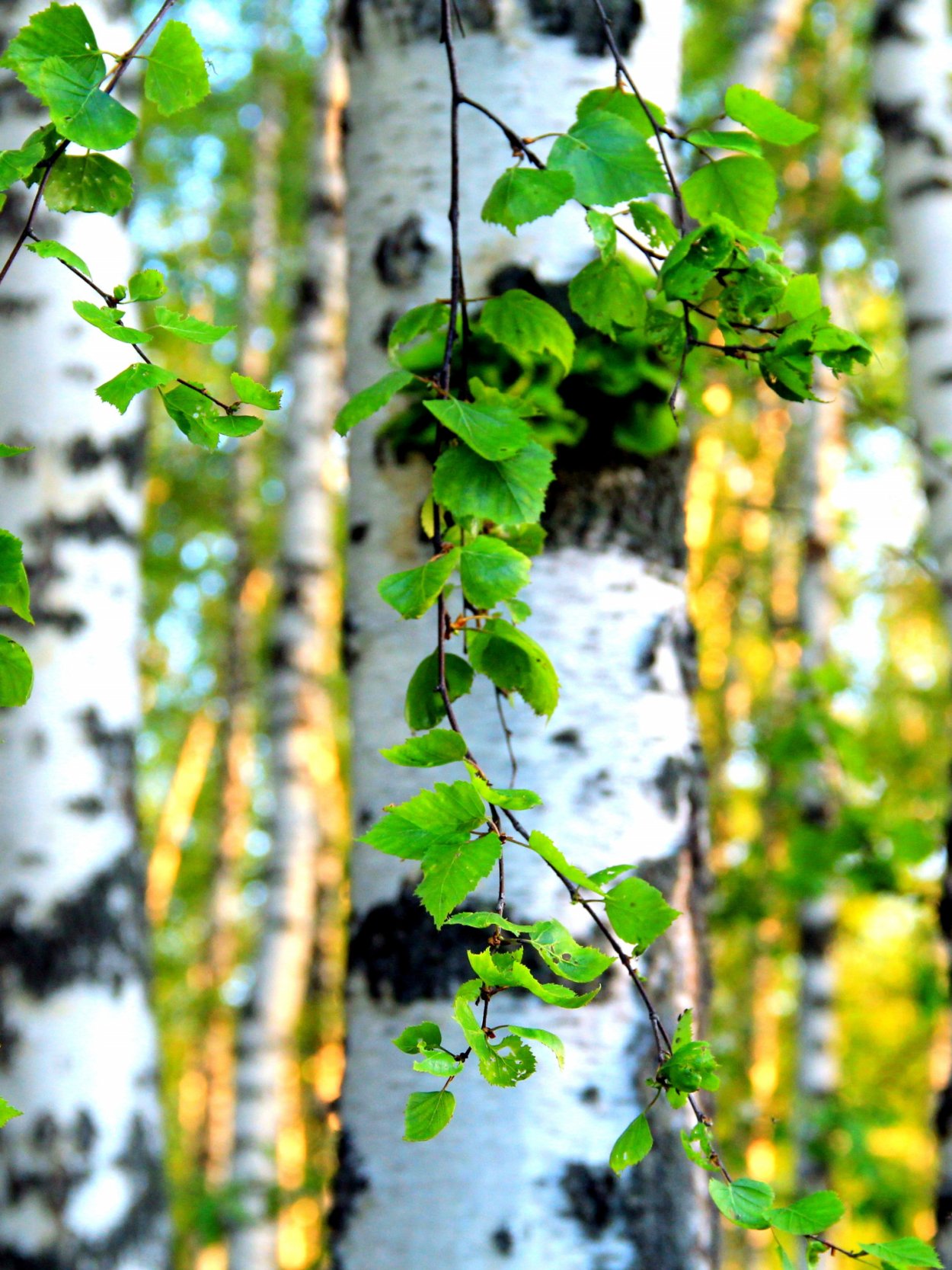 Берёза мелколистная