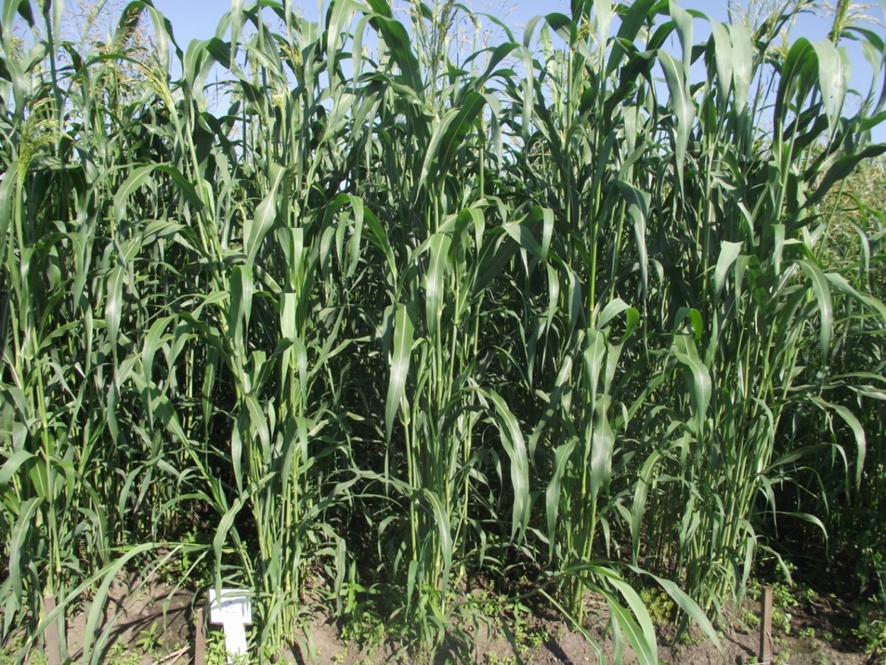 Сорго суданка