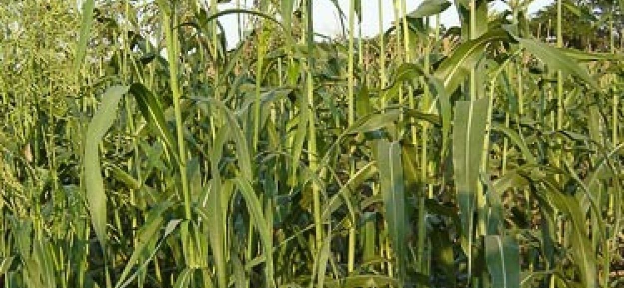 Сорт суданки Кинельская