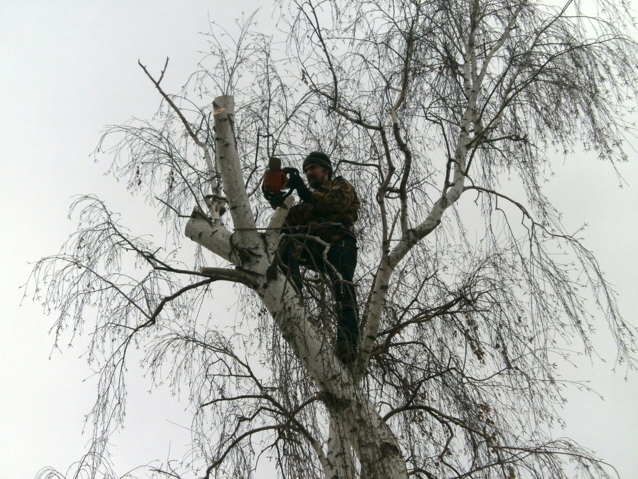 Спиливание березы