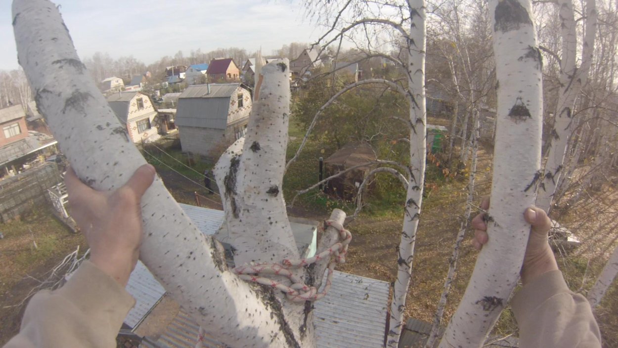 Спиленная береза