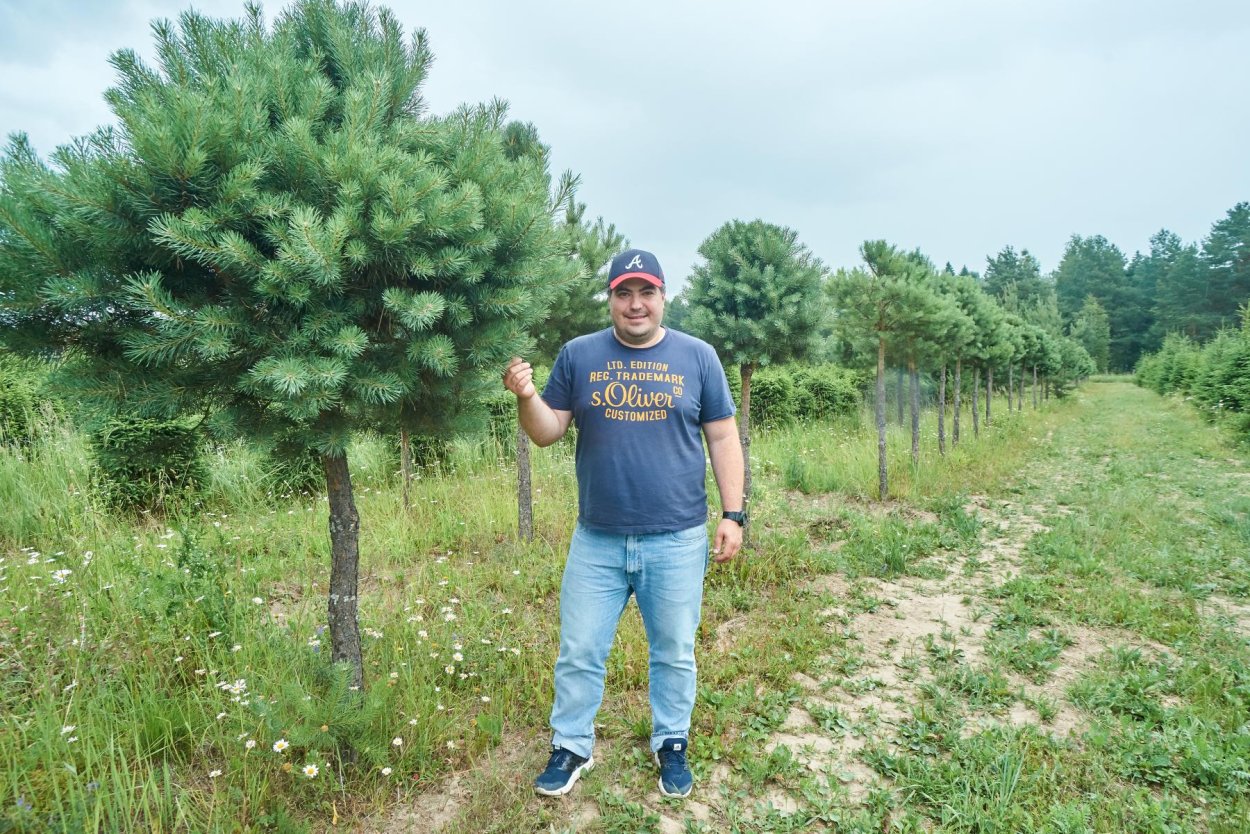 Формировка сосны обыкновенной