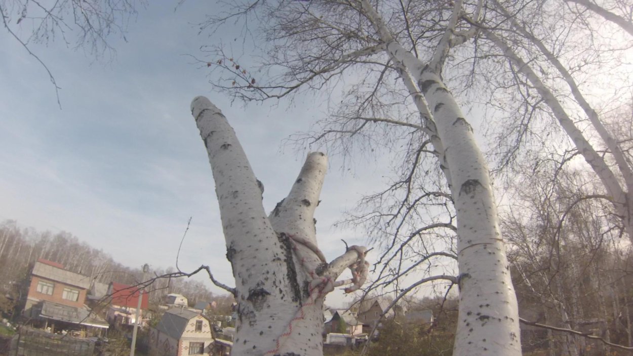 Кронированные березы