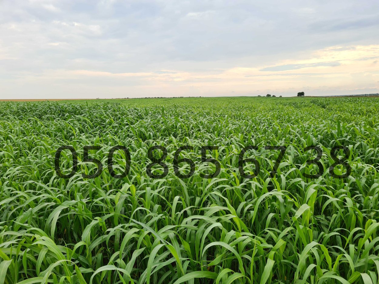 Растение сорго для веников