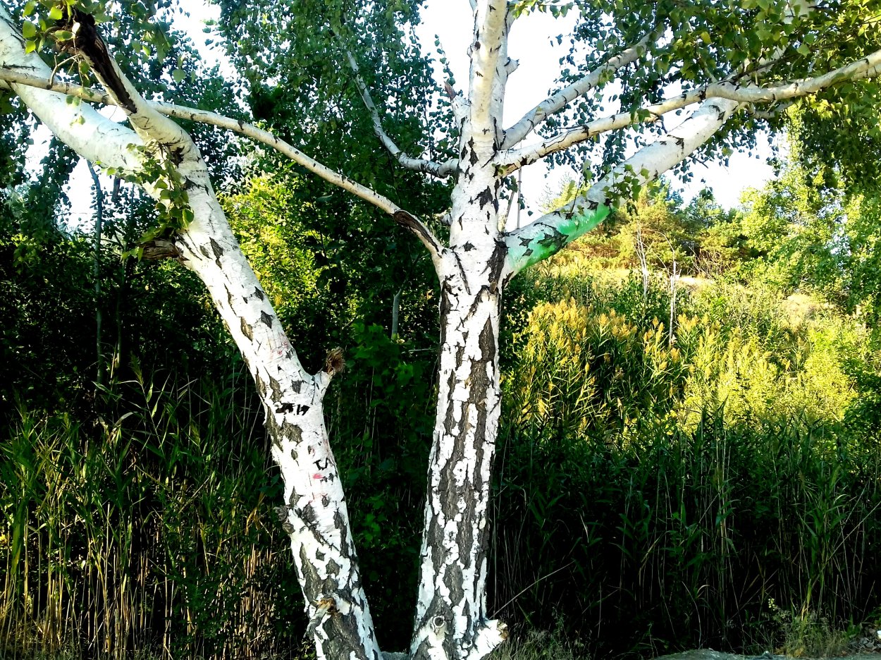 Подрезать березу на даче