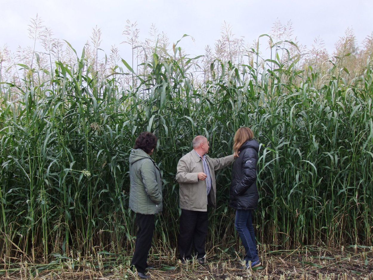 Сорго суданка