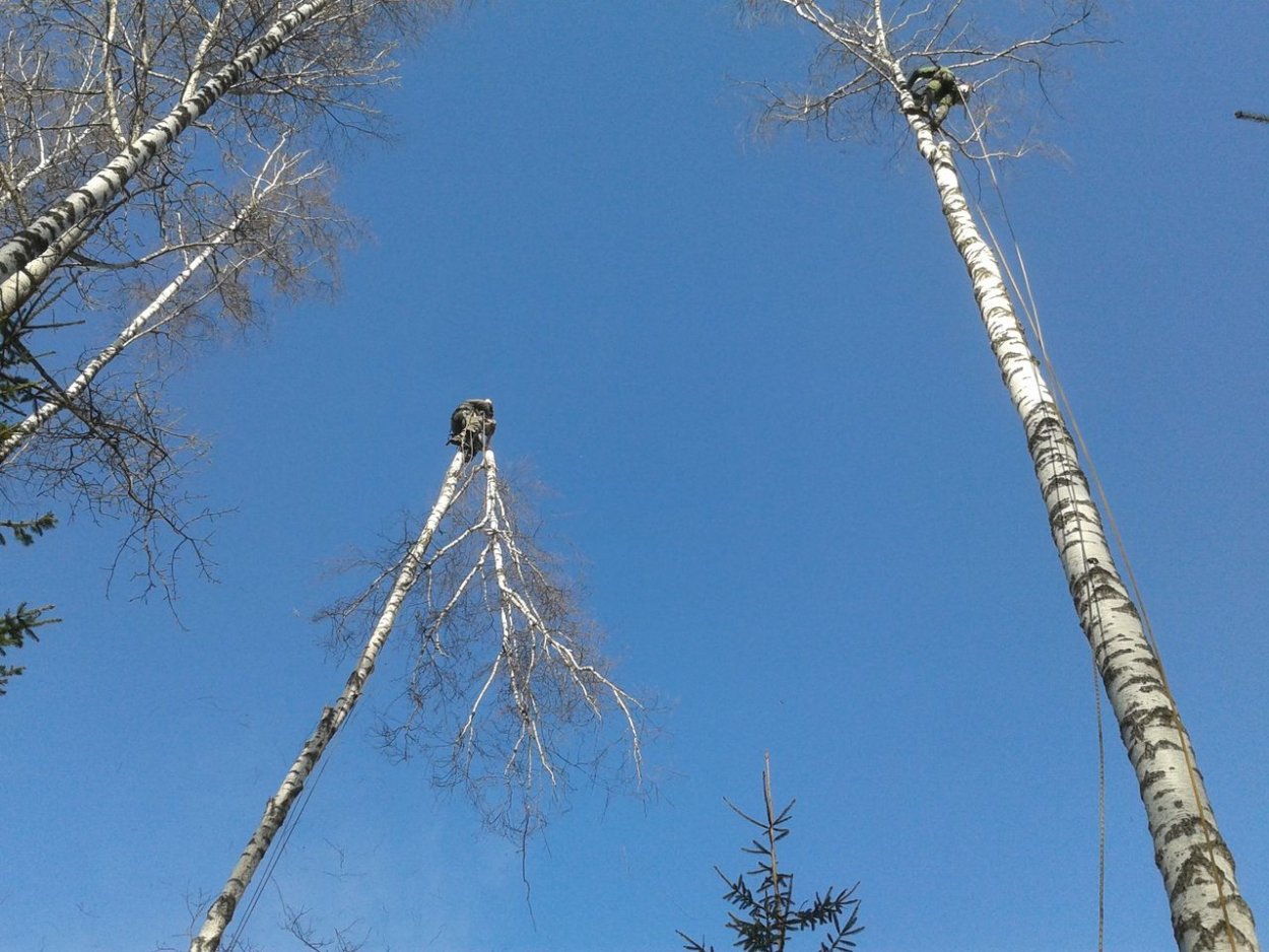 Спил дерева с завешиванием