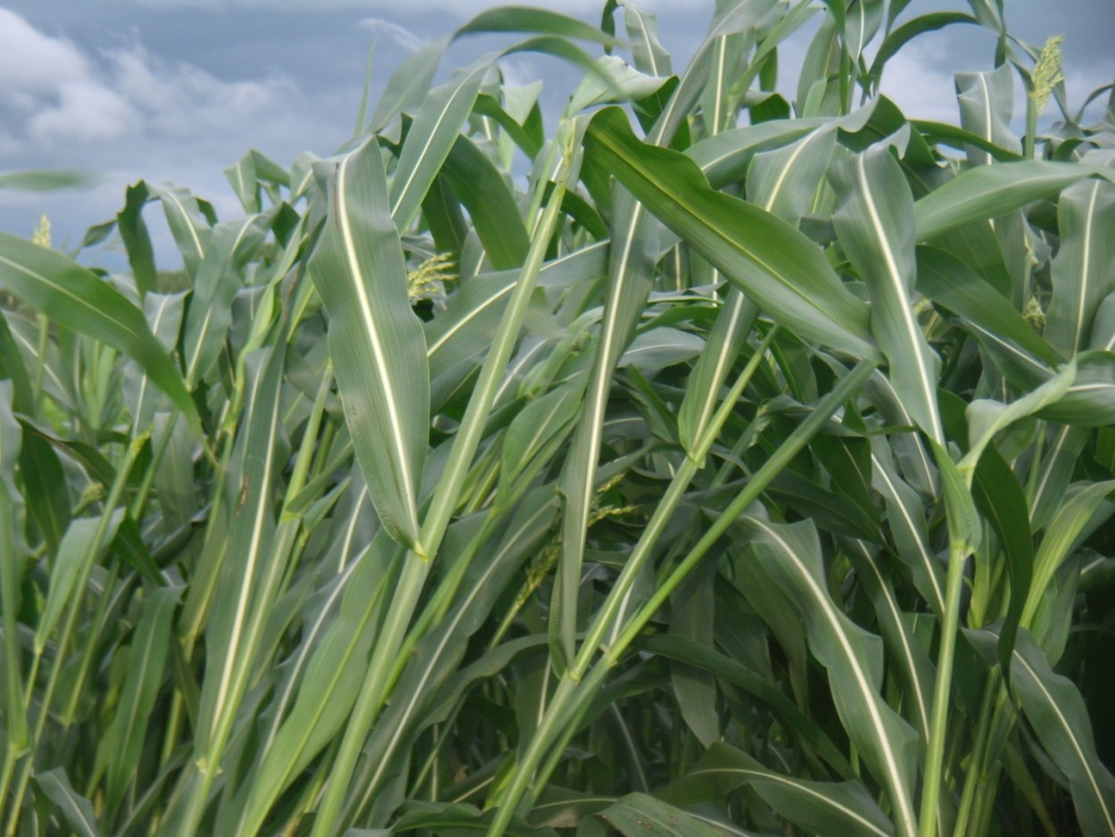 Суданка кормовая