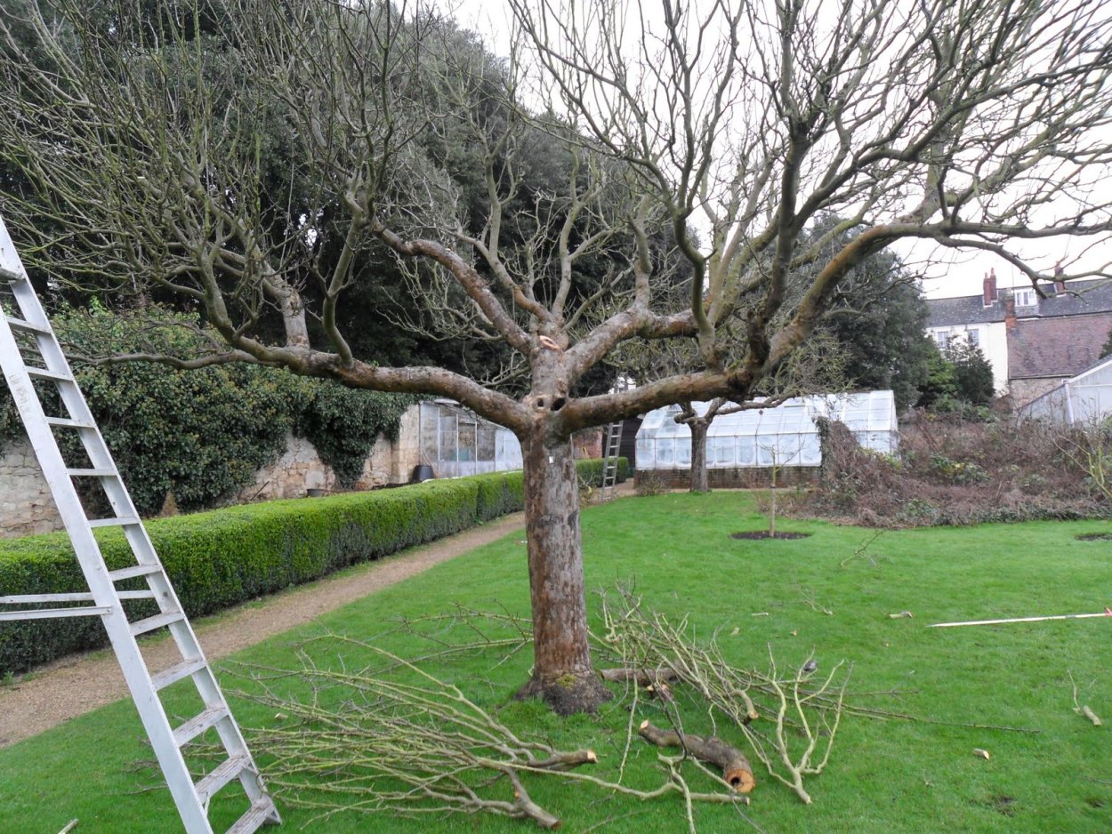 Кронирование яблони