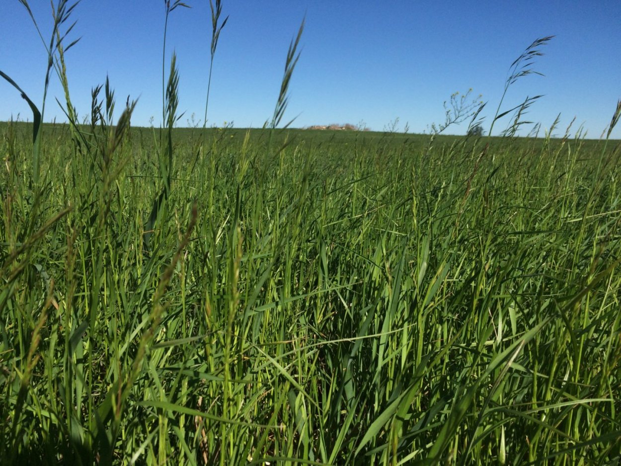 • Весной появляется зеленая трава.