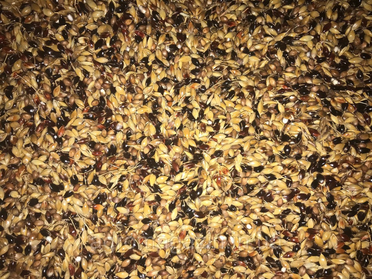 Кострец безостый