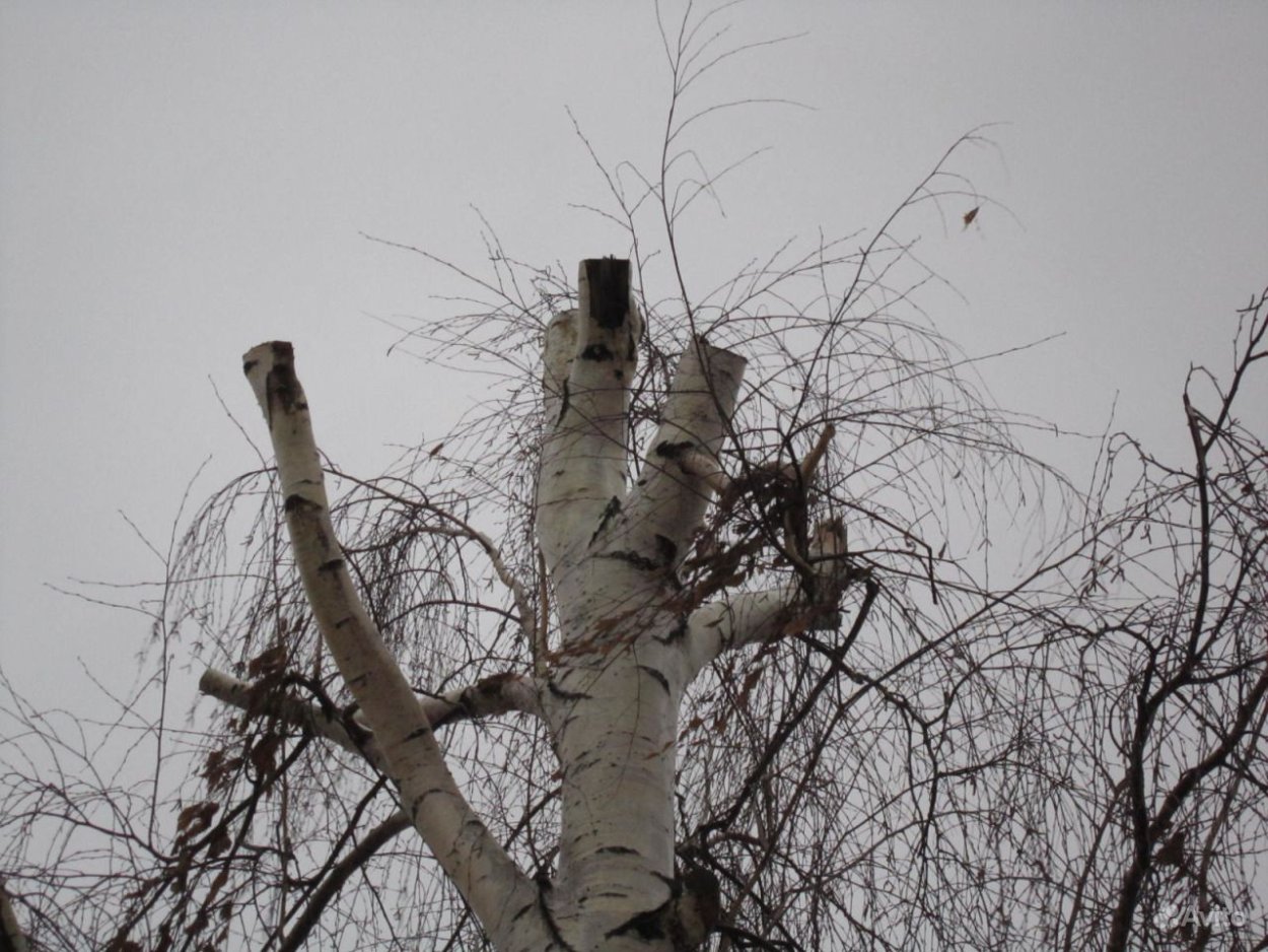 Вяз кронирование