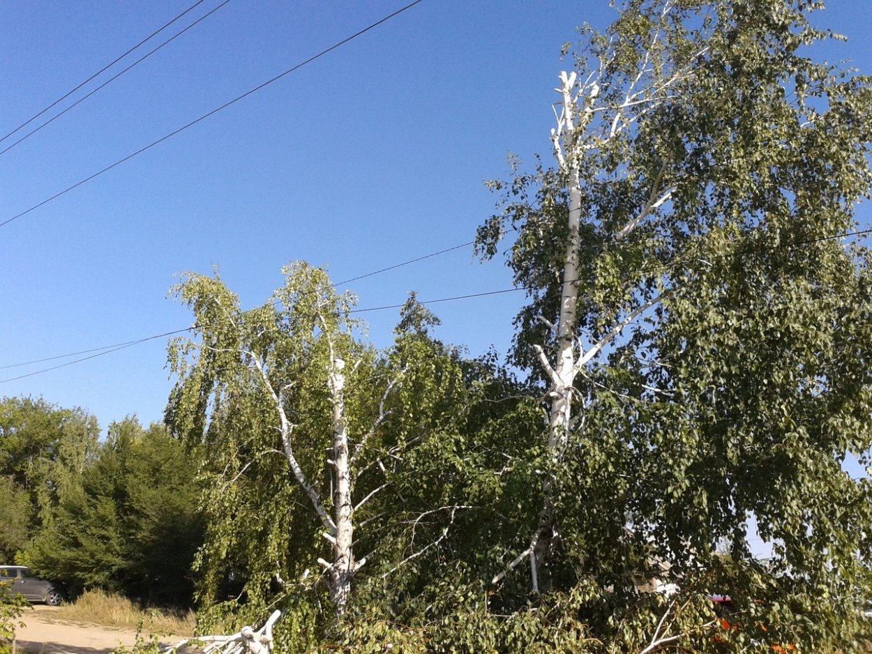 Верхушки берез