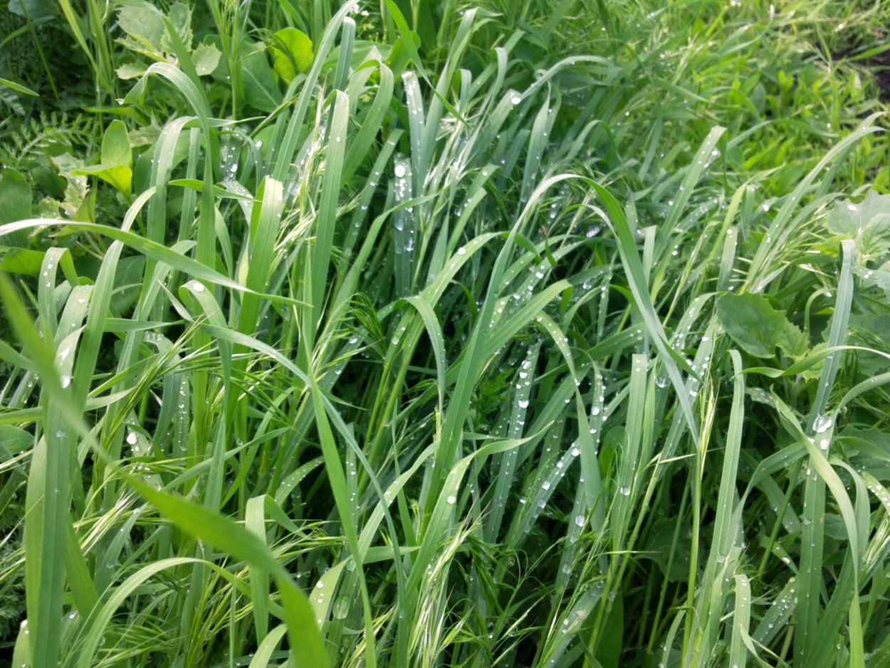 Суданка сорт Чишминская ранняя