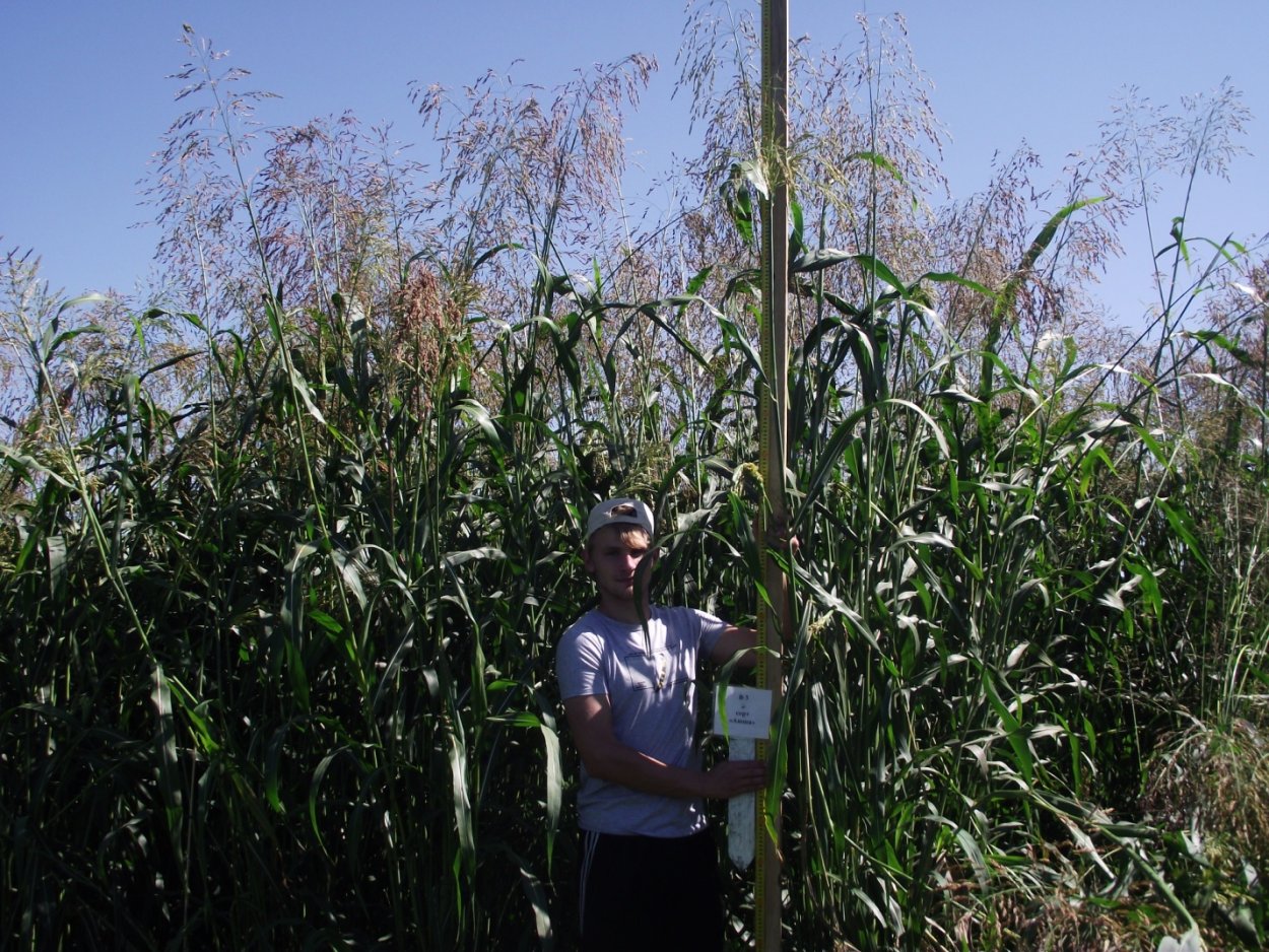 Суданка многолетняя трава