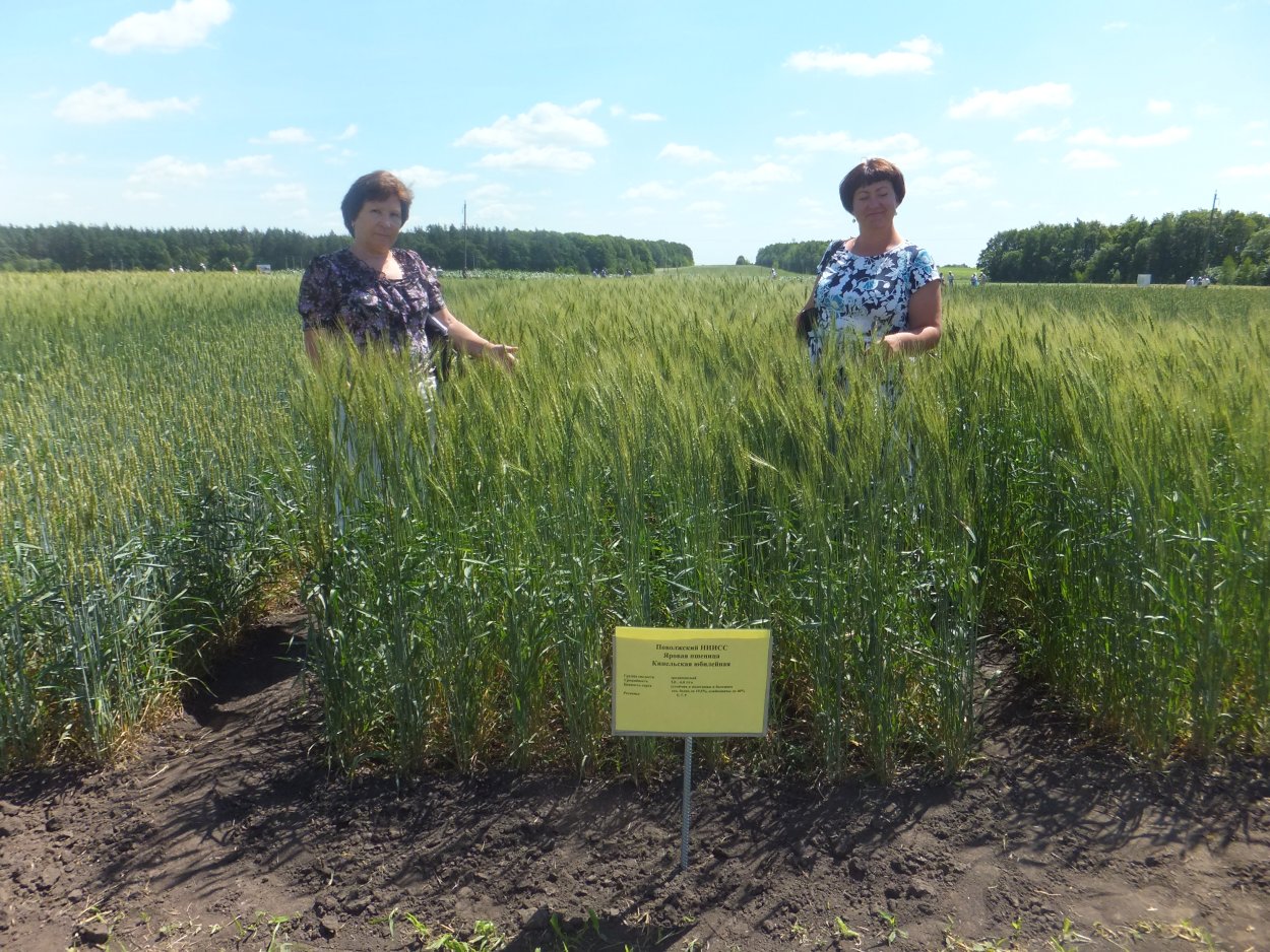 Сорго суданская трава