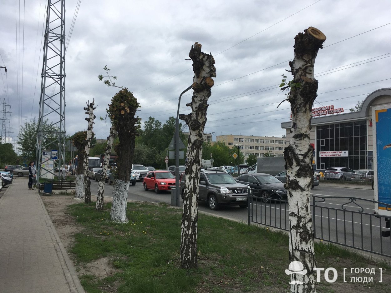 Березы после бури