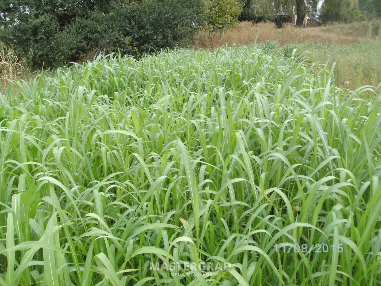 Семена суданская трава Кинельская 100