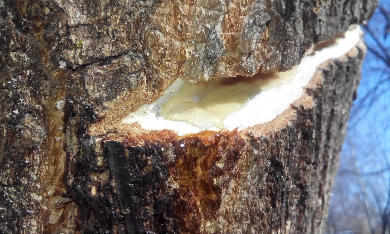 Сокодвижение береза березовый сок