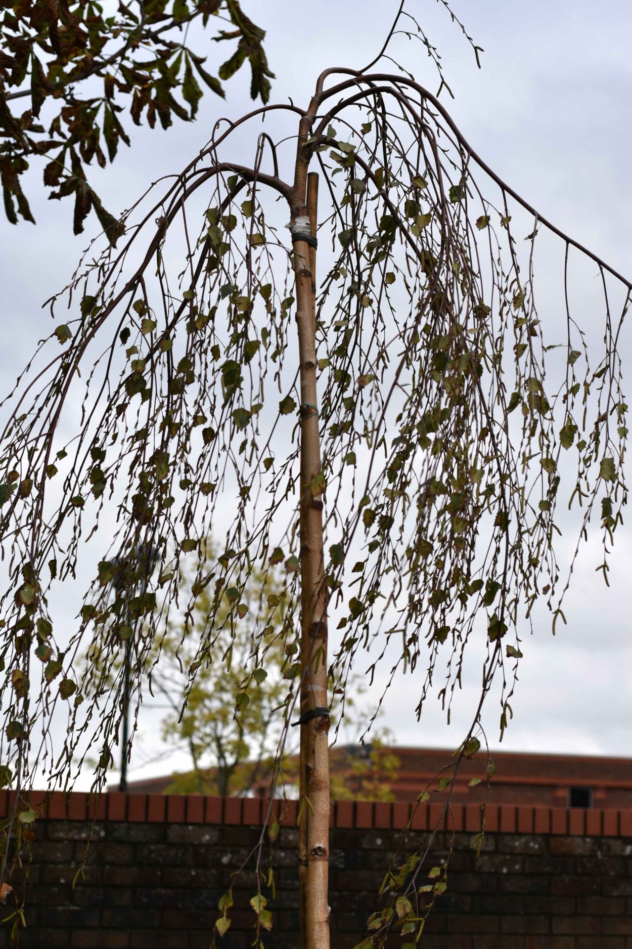 Береза повислая Грацилис