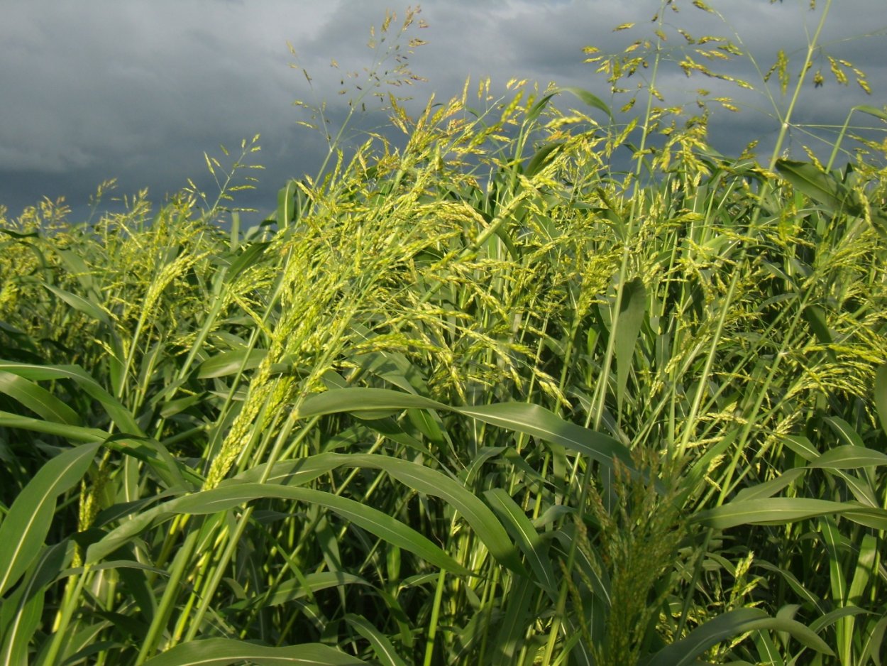 Суданка зерно