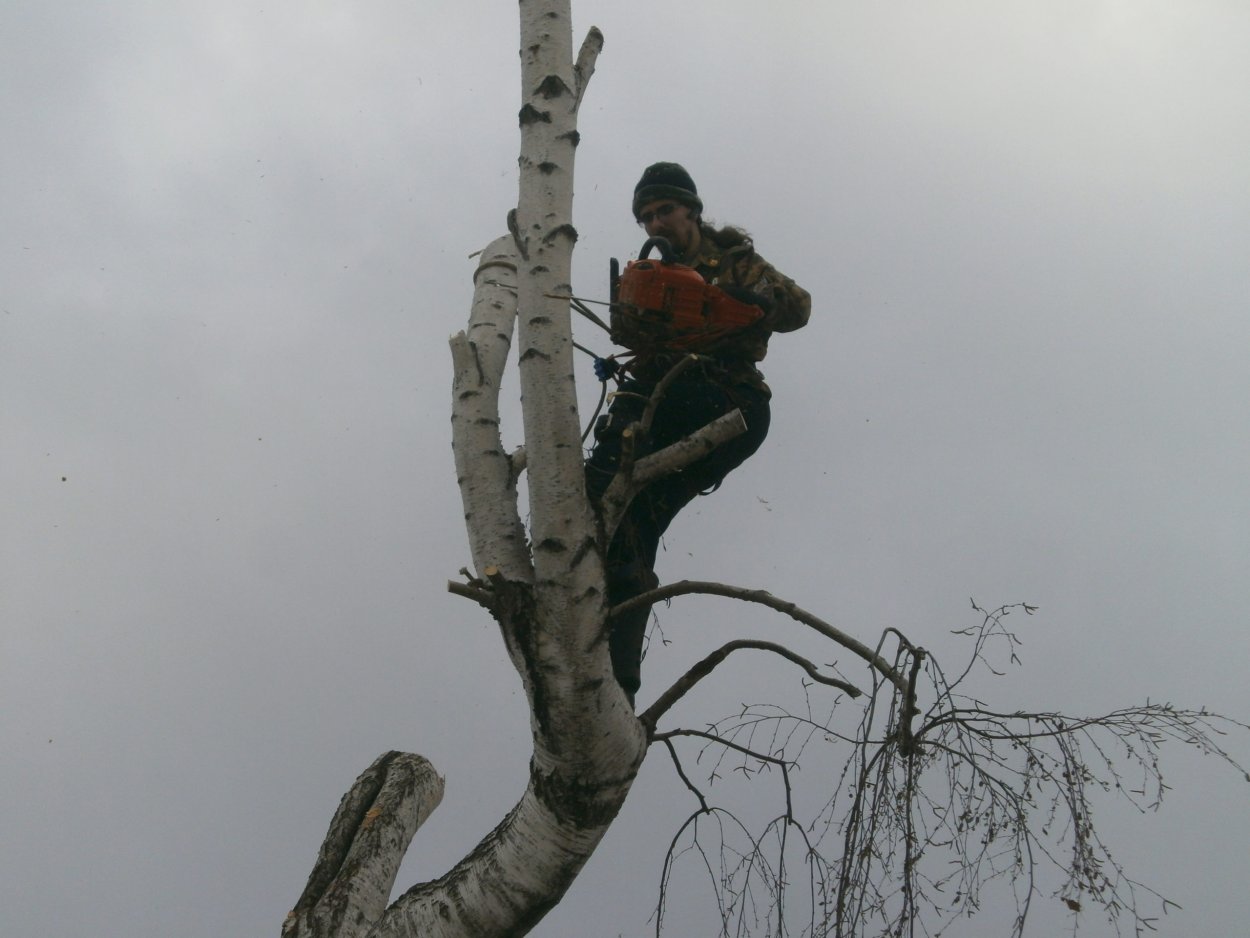 Береза спиленная выше