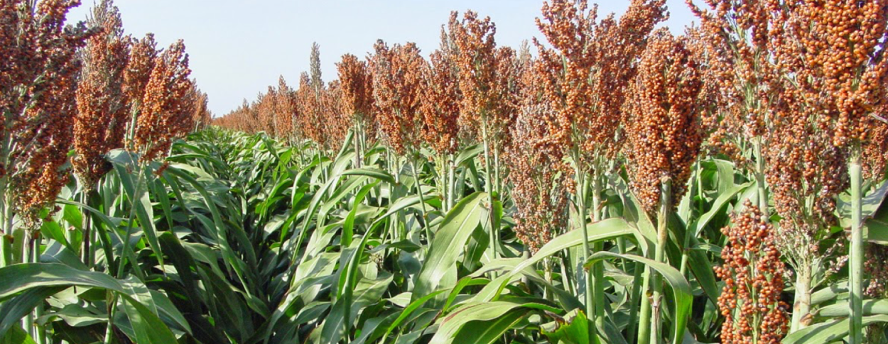 Сорго суданка