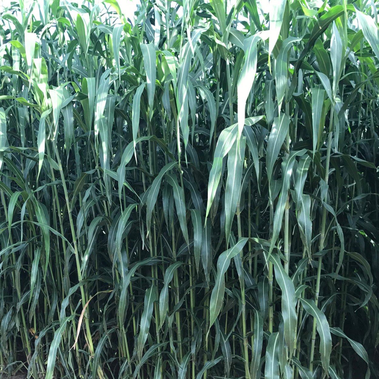 Сорго суданский гибрид