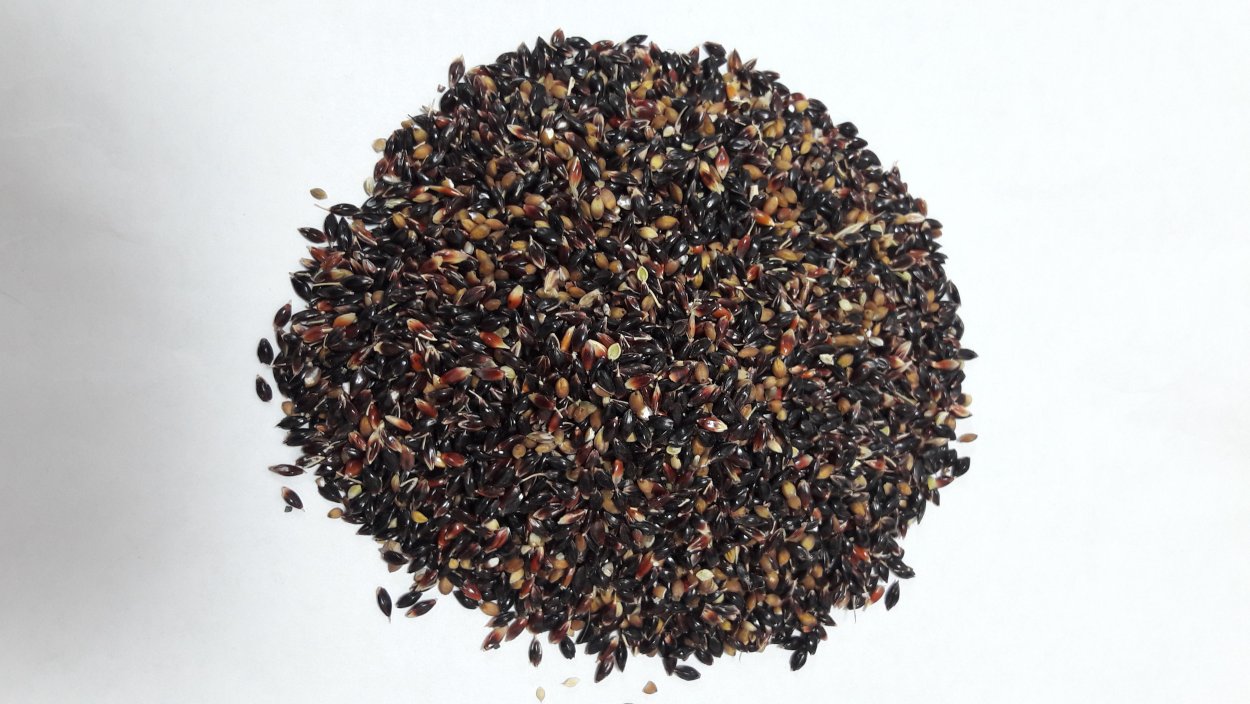 Суданская трава, суданка сорго суданское( Sorg