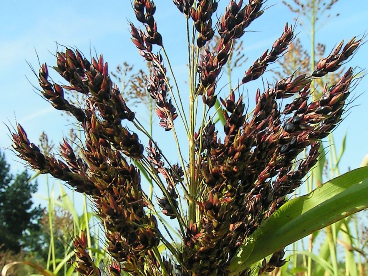 Семена суданки Черноморка