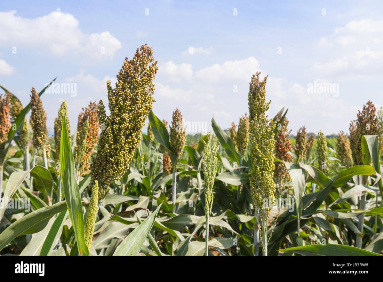 Семена суданка Юбилейная 20