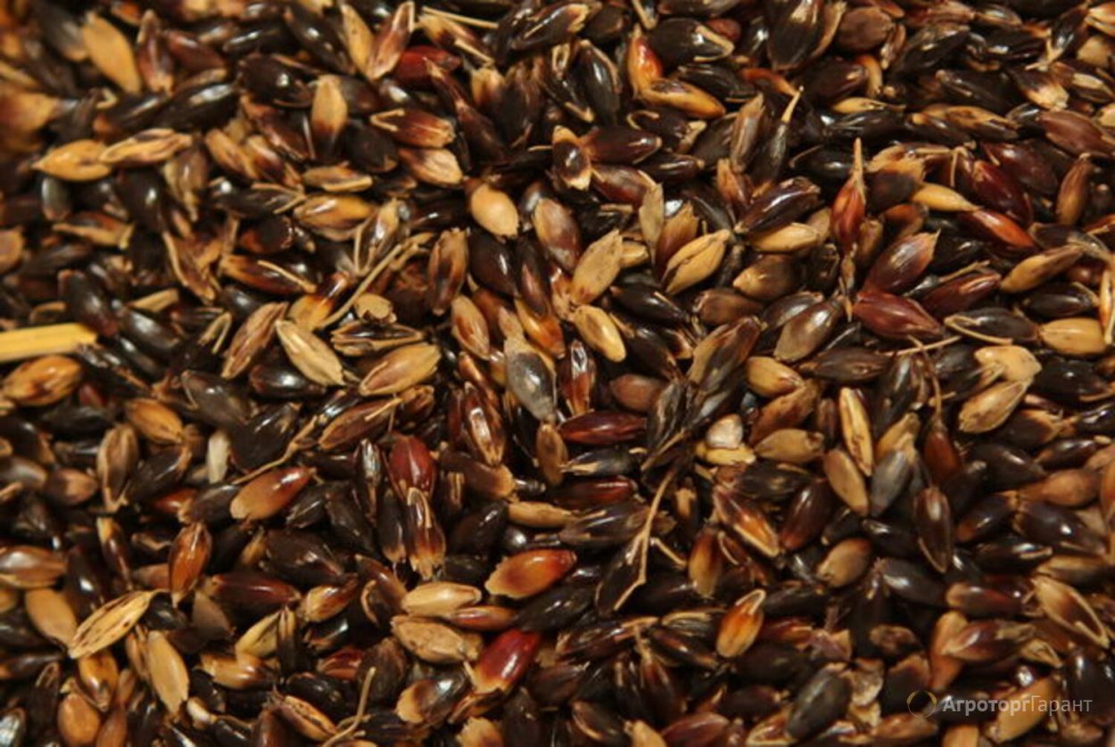 Сорго суданковый гибрид семена