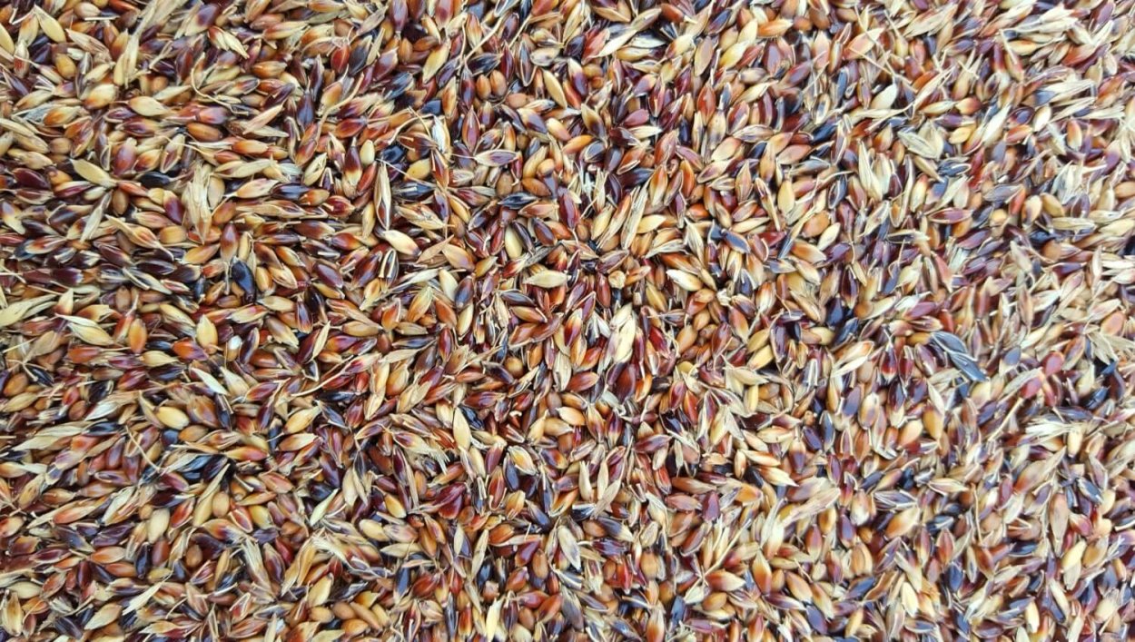 Суданка многолетняя трава