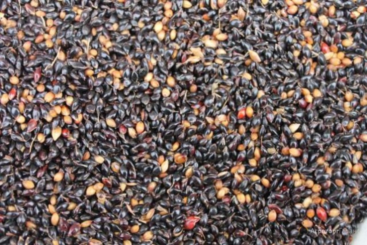 Трава суданка для коров