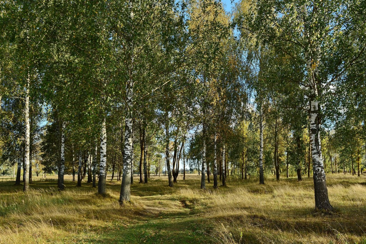 Карликовая береза в степи