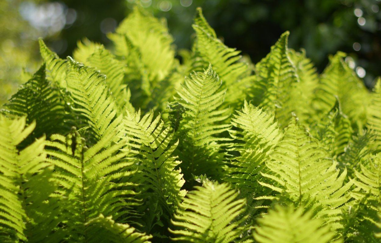 Листья тропических растений