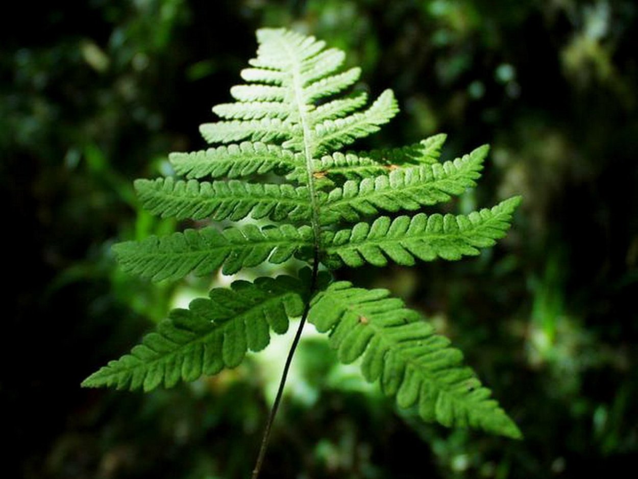 Папоротник Бост Ферн