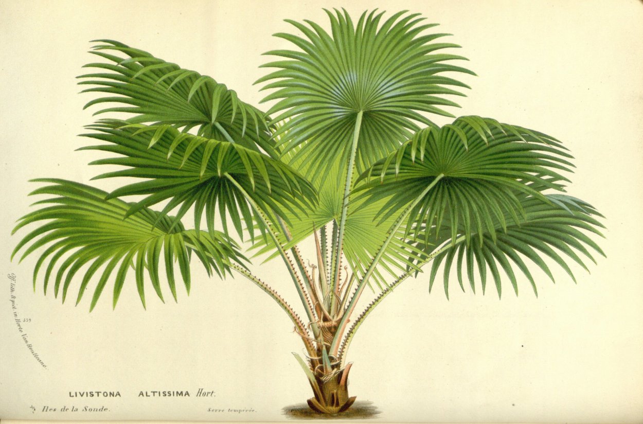 Жакаранда стручки