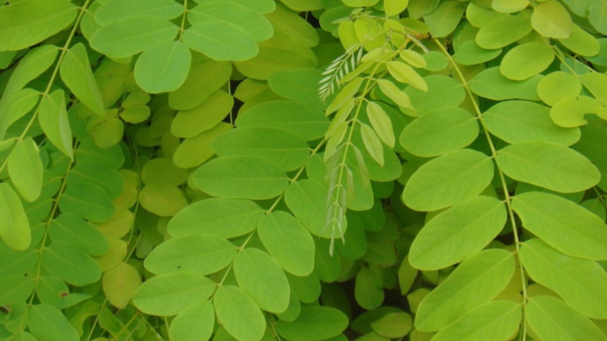 Акация двухжилковая