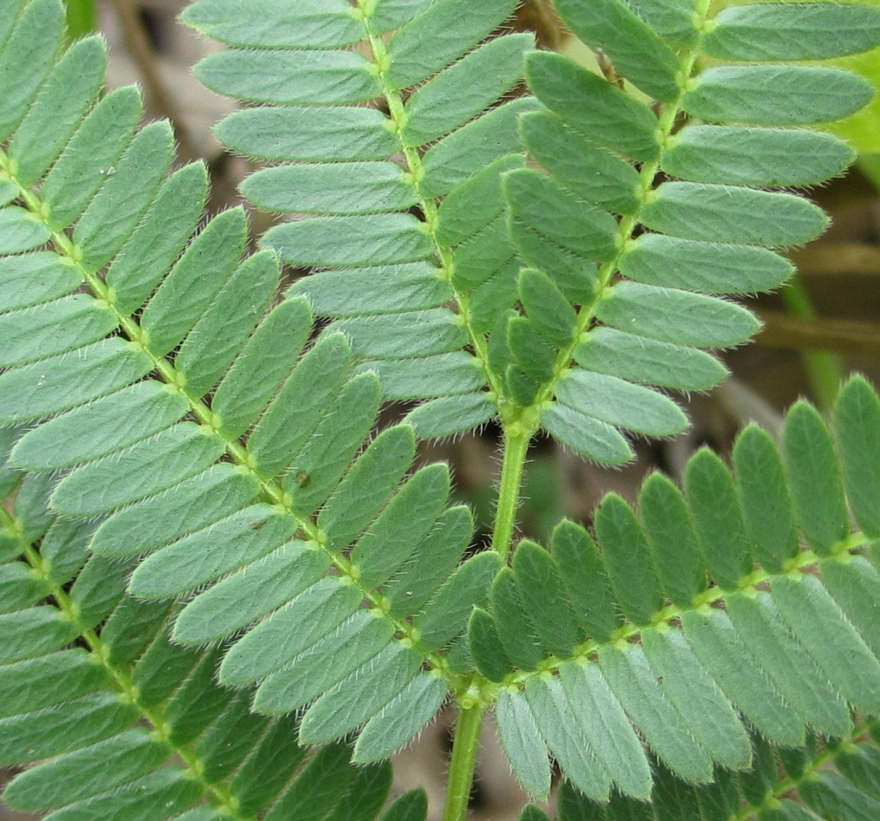 Тропические пальмовые листья фон