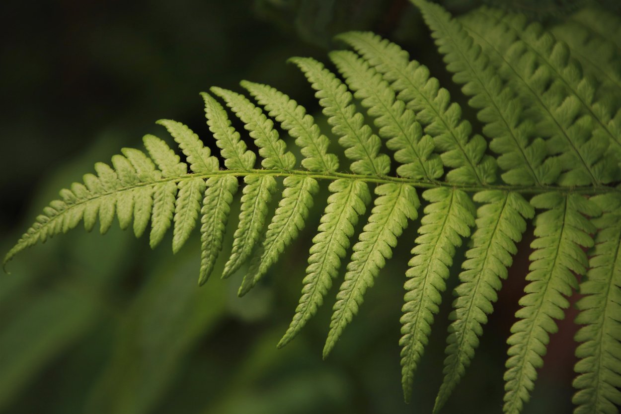 Робиния осенью