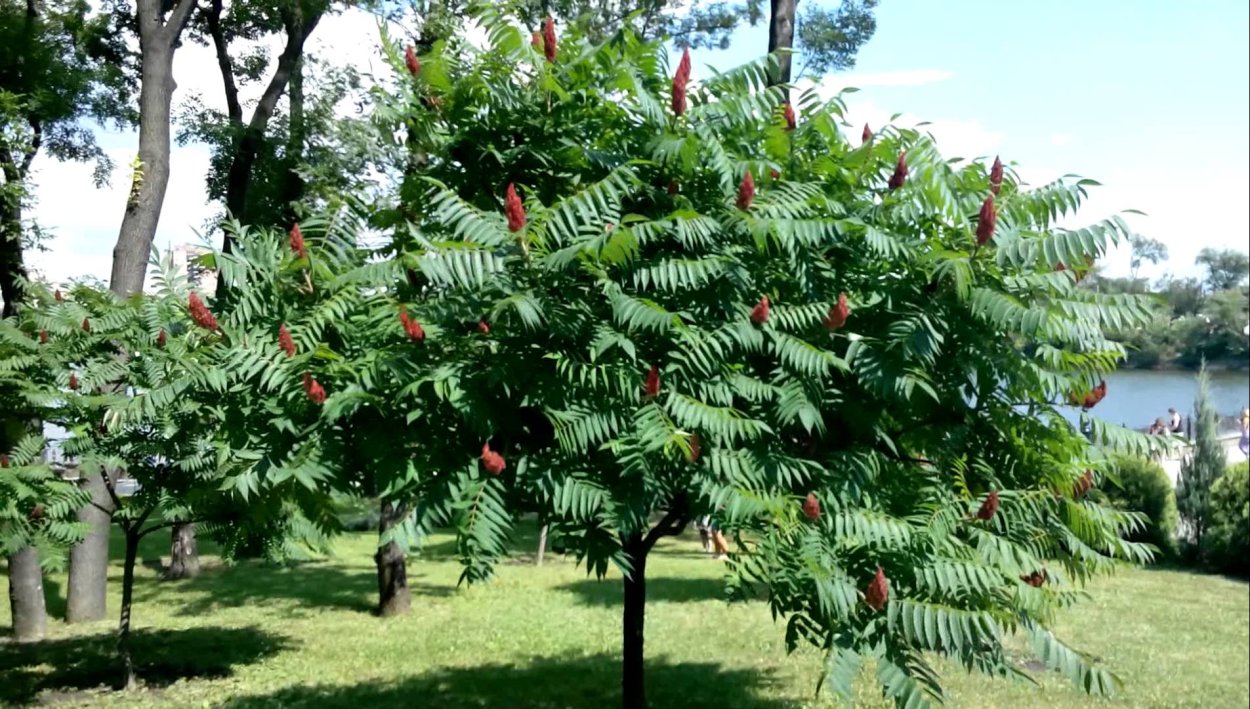Ветка с листьями