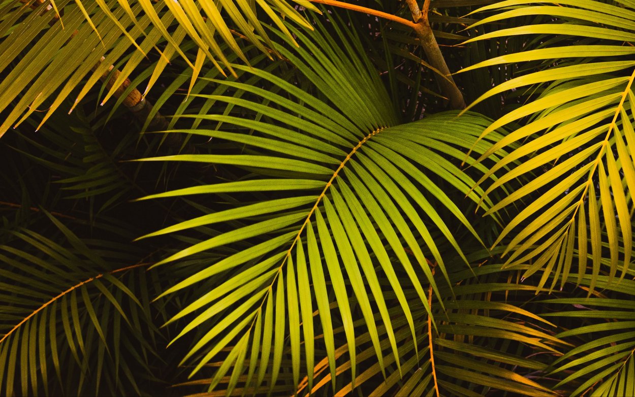 Дерево на переднем плане