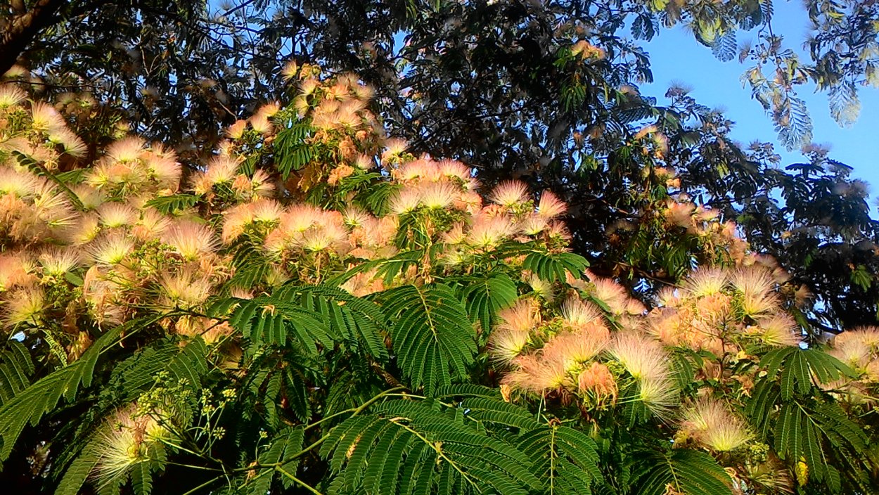 Растение Сумах оленерогий