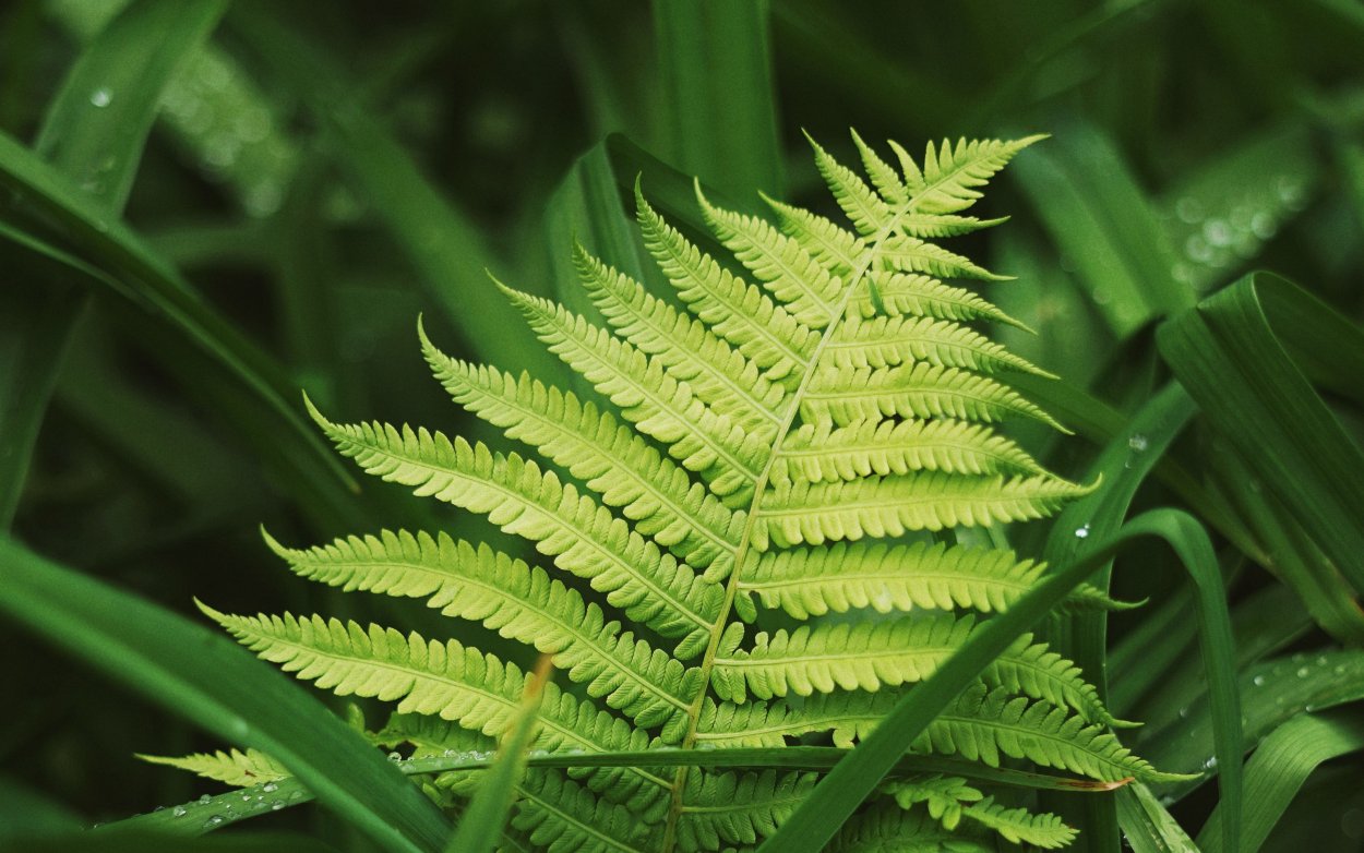 Срез дерева