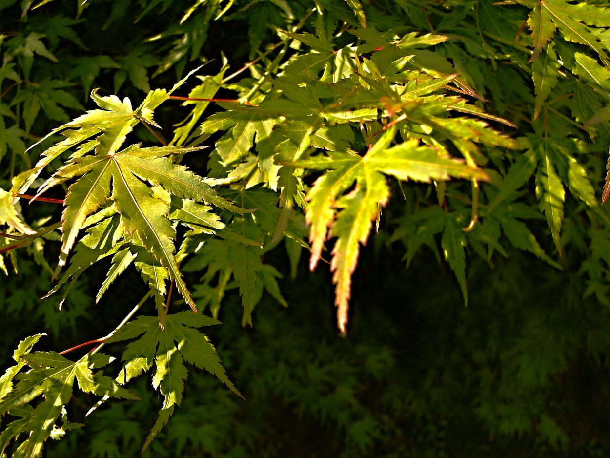 Melianthus Major