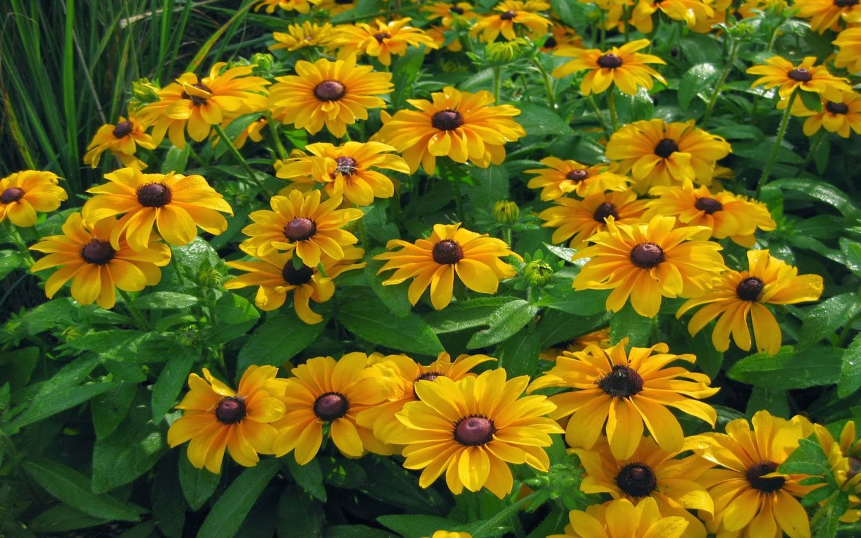 Рудбекия блестящая (Rudbeckia fulgida &#96;Goldsturm&#96;)