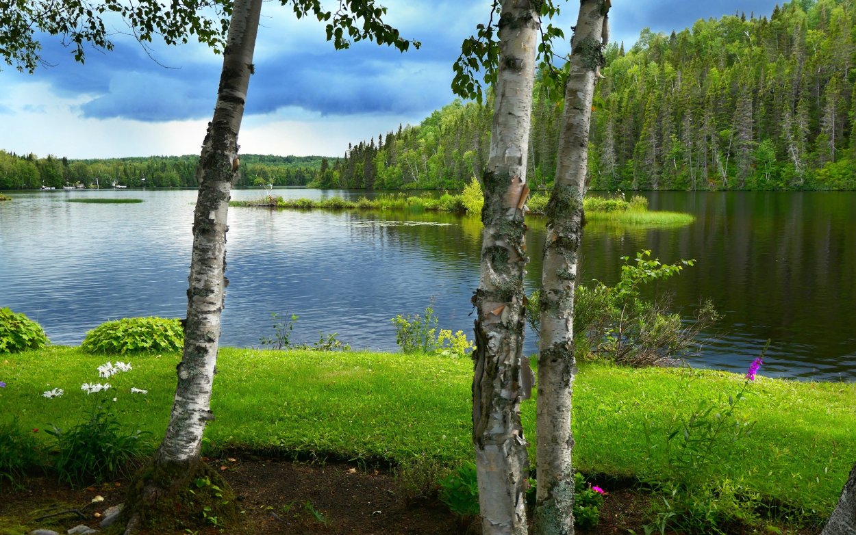 Берёзовая крона и река