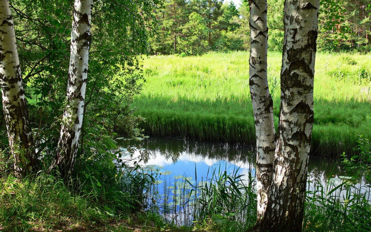 Березовая роща река озеро