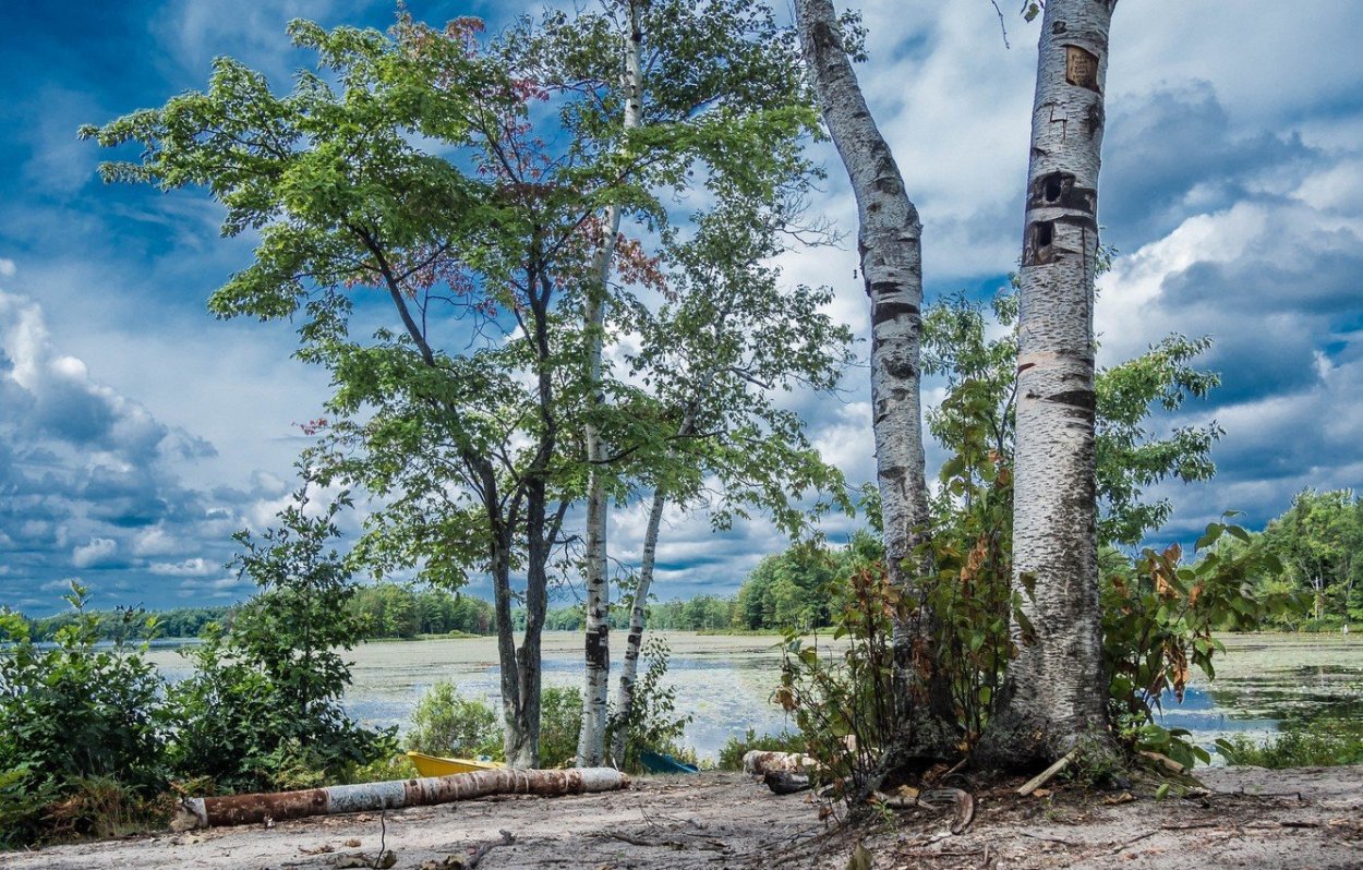 Каменная береза дальнего Востока
